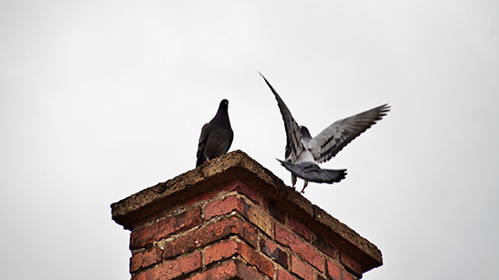 Två fåglar på en skorssten