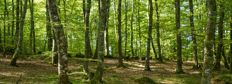 En skog