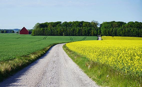 Landsväg i Skåne med gult rapsfält på högra sidan, på vänstra sidan grönt fält med röd lada