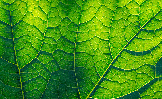 Närbild på ett grönt blad