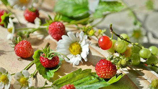 En blomma och smultron