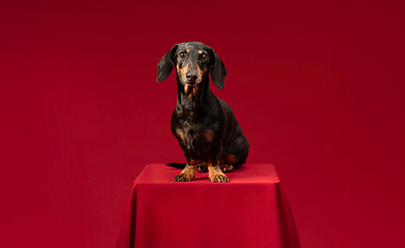 En hund sitter på en pelare, röd bakgrund